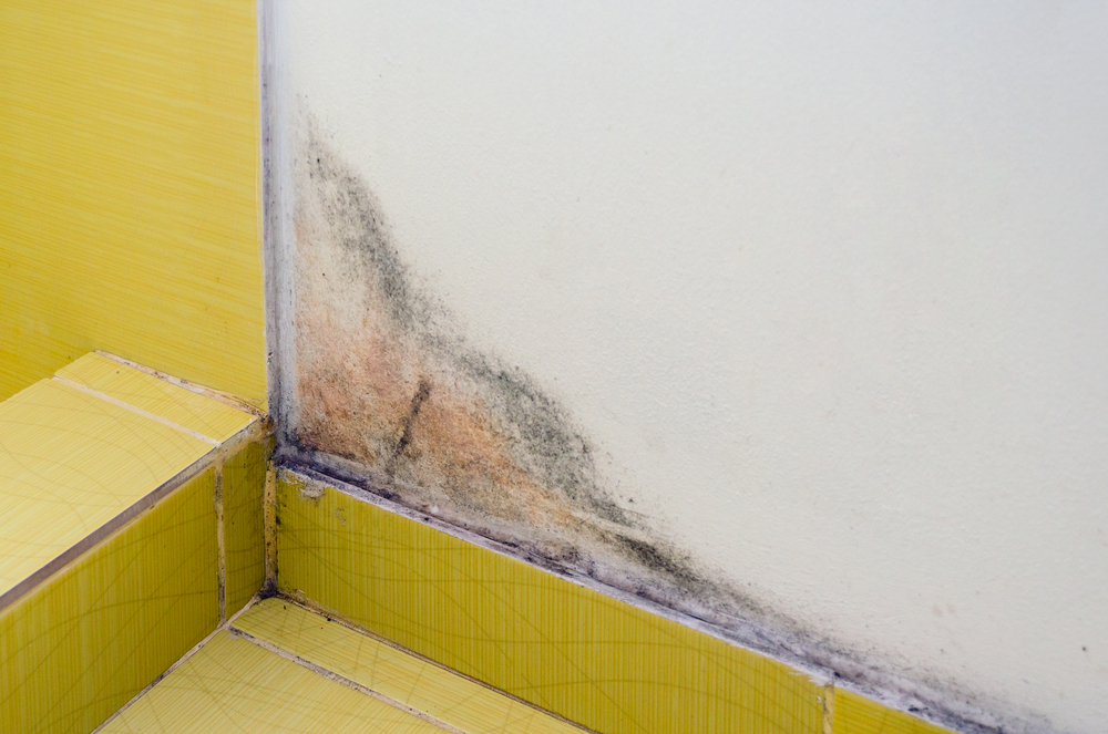Black,Mold,On,The,White,Wall,In,The,Bathroom,,Health