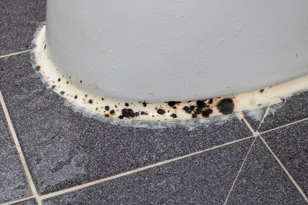 image of black mold on a surface